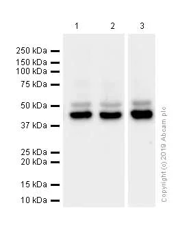 Western blot - Anti-JNK1 antibody [EPR140(2)] - BSA and Azide free (AB247935)
