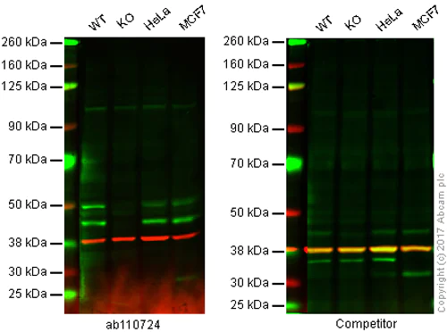 Western blot - Anti-JNK1 antibody [EPR140(2)] - BSA and Azide free (AB247935)