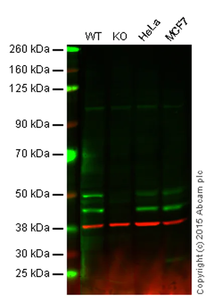 Western blot - Anti-JNK1 antibody [EPR140(2)] - BSA and Azide free (AB247935)