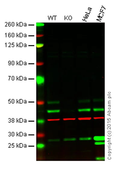 Western blot - Anti-JNK1 antibody [EPR17557] (AB199380)
