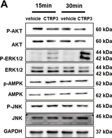 Anti-JNK1 antibody [EPR17557]