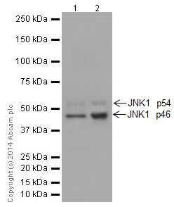 Western blot - Anti-JNK1 antibody [EPR17557] (AB199380)