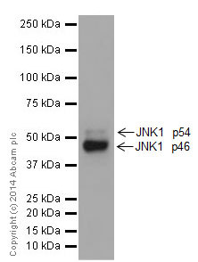 Western blot - Anti-JNK1 antibody [EPR17557] (AB199380)