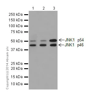 Western blot - Anti-JNK1 antibody [EPR17557] - BSA and Azide free (AB251271)