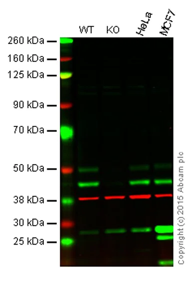 Western blot - Anti-JNK1 antibody [EPR17557] - BSA and Azide free (AB251271)