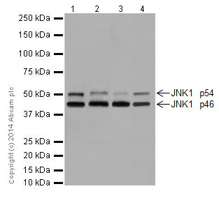 Western blot - Anti-JNK1 antibody [EPR17557] - BSA and Azide free (AB251271)