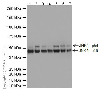 Western blot - Anti-JNK1 antibody [EPR17557] - BSA and Azide free (AB251271)