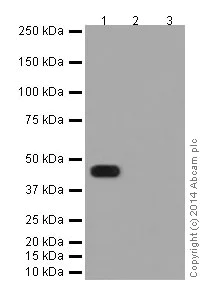 Western blot - Anti-JNK1 antibody [EPR17557] - BSA and Azide free (AB251271)