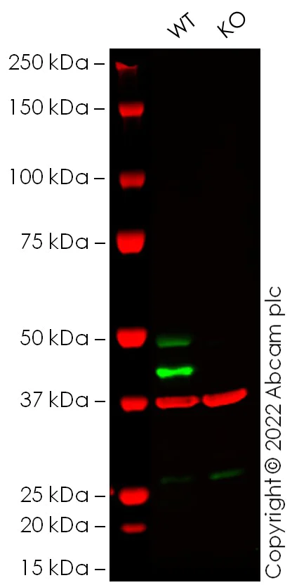 Western blot - Anti-JNK1 antibody [EPR17557] - BSA and Azide free (AB251271)