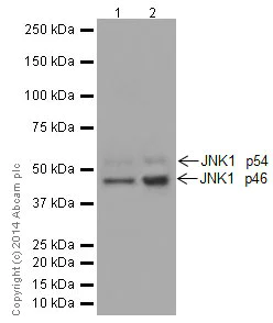 Western blot - Anti-JNK1 antibody [EPR17557] - BSA and Azide free (AB251271)