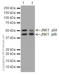 Western blot - Anti-JNK1 antibody [EPR17557] - BSA and Azide free (AB251271)