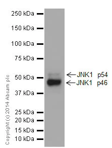Western blot - Anti-JNK1 antibody [EPR17557] - BSA and Azide free (AB251271)