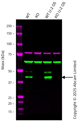 Western blot - Anti-JNK1 antibody [EPR18841-99] (AB213521)