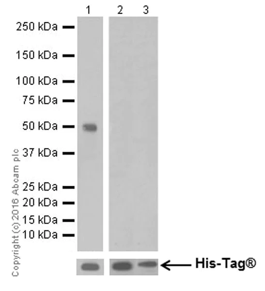 Western blot - Anti-JNK1 antibody [EPR18841-99] - BSA and Azide free (AB251542)