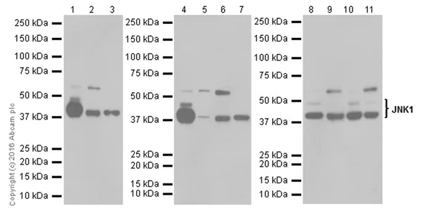 Western blot - Anti-JNK1 antibody [EPR18841-99] - BSA and Azide free (AB251542)