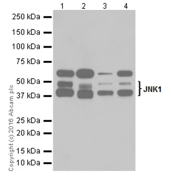 Western blot - Anti-JNK1 antibody [EPR18841-99] - BSA and Azide free (AB251542)