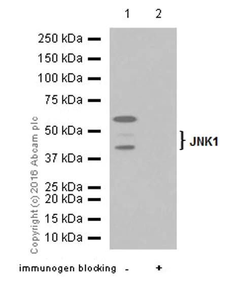 Western blot - Anti-JNK1 antibody [EPR18841-99] - BSA and Azide free (AB251542)