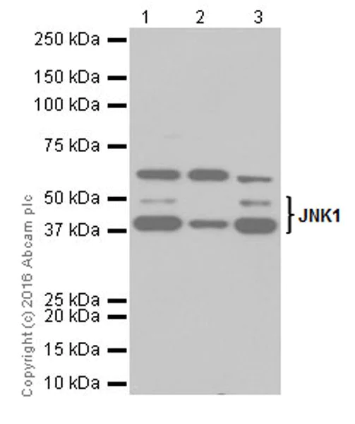 Western blot - Anti-JNK1 antibody [EPR18841-99] - BSA and Azide free (AB251542)