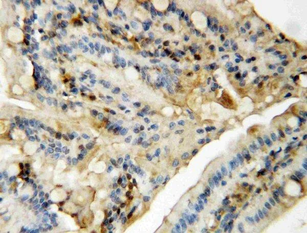 Immunohistochemistry (Formalin/PFA-fixed paraffin-embedded sections) - Anti-JNK1 + JNK2 antibody (AB112501)