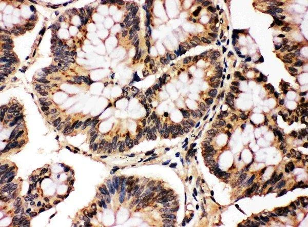 Immunohistochemistry (Formalin/PFA-fixed paraffin-embedded sections) - Anti-JNK1 + JNK2 antibody (AB112501)