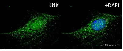 Immunocytochemistry/ Immunofluorescence - Anti-JNK1 + JNK2 + JNK3 antibody [EPR16797-211] (AB179461)