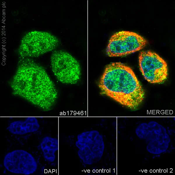 Immunocytochemistry/ Immunofluorescence - Anti-JNK1 + JNK2 + JNK3 antibody [EPR16797-211] (AB179461)