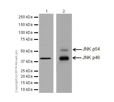 Western blot - Anti-JNK1 + JNK2 + JNK3 antibody [EPR16797-211] (AB179461)