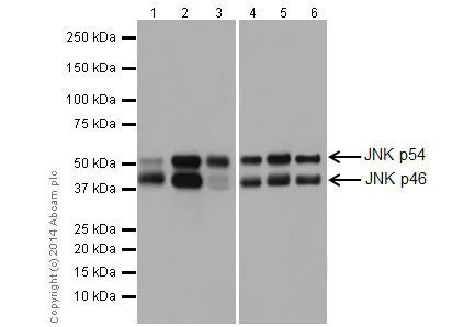 Anti-JNK1 + JNK2 + JNK3 antibody [EPR16797-211] (ab179461) | Abcam