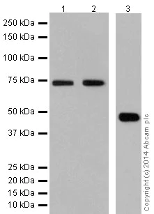 Western blot - Anti-JNK1 + JNK2 + JNK3 antibody [EPR16797-211] (AB179461)