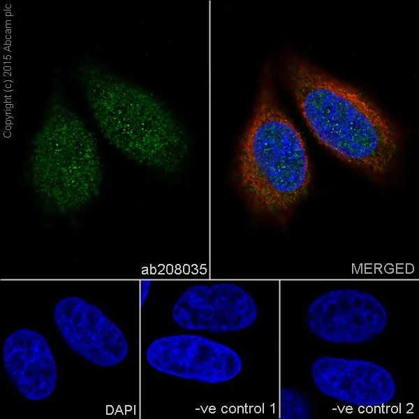 Immunocytochemistry/ Immunofluorescence - Anti-JNK1 + JNK2 + JNK3 antibody [EPR18841-95] (AB208035)