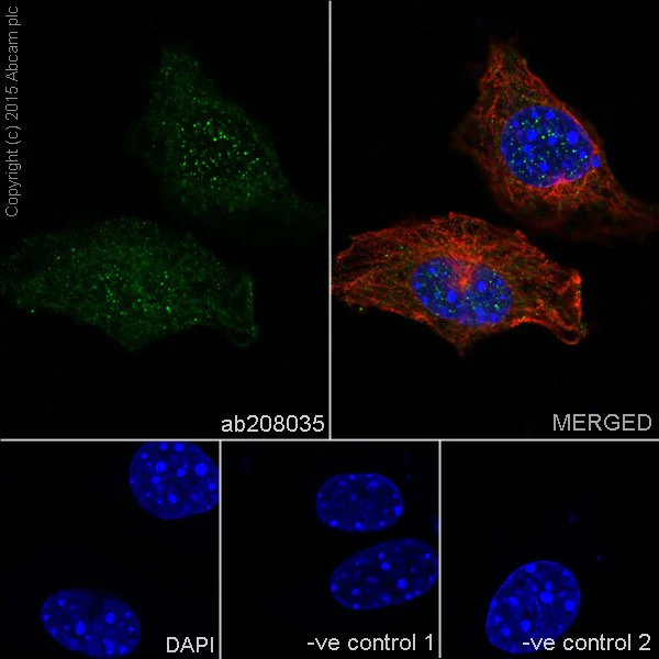 Immunocytochemistry/ Immunofluorescence - Anti-JNK1 + JNK2 + JNK3 antibody [EPR18841-95] (AB208035)