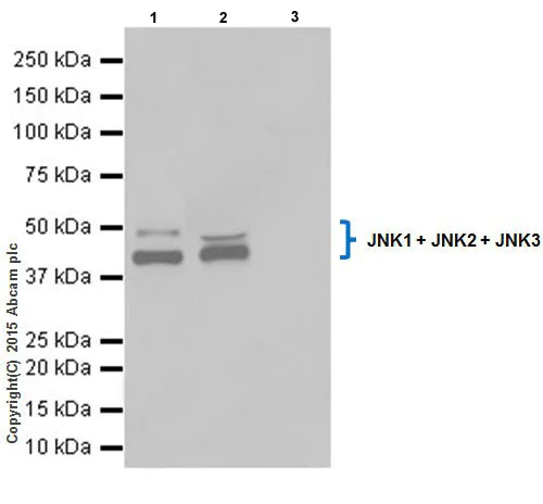 Immunoprecipitation - Anti-JNK1 + JNK2 + JNK3 antibody [EPR18841-95] (AB208035)