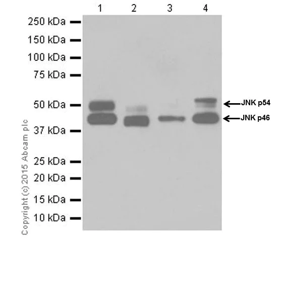 Western blot - Anti-JNK1 + JNK2 + JNK3 antibody [EPR18841-95] (AB208035)