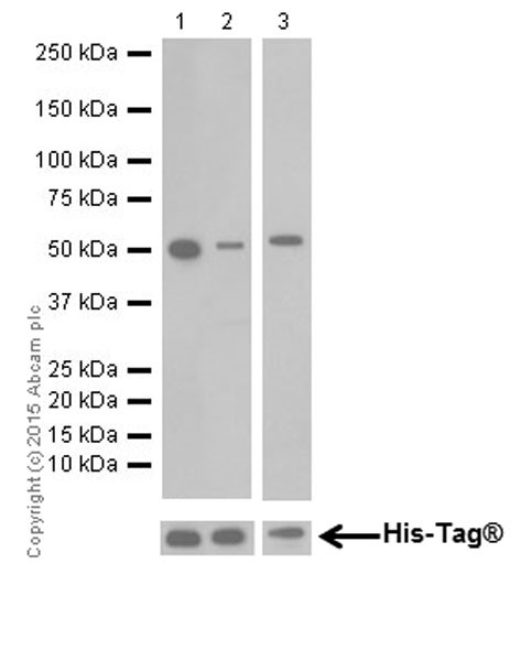 Anti-JNK1 + JNK2 + JNK3 antibody [EPR18841-95]