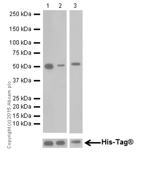 Western blot - Anti-JNK1 + JNK2 + JNK3 antibody [EPR18841-95] (AB208035)