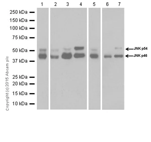 Western blot - Anti-JNK1 + JNK2 + JNK3 antibody [EPR18841-95] (AB208035)