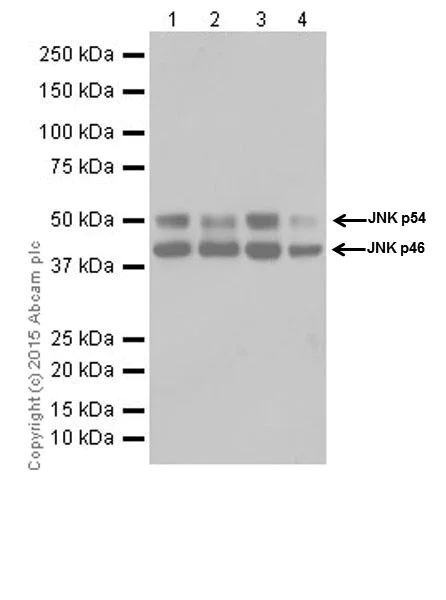 Western blot - Anti-JNK1 + JNK2 + JNK3 antibody [EPR18841-95] (AB208035)