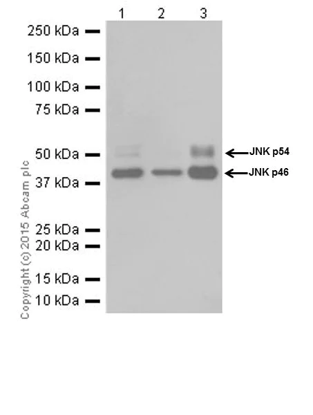 Western blot - Anti-JNK1 + JNK2 + JNK3 antibody [EPR18841-95] (AB208035)