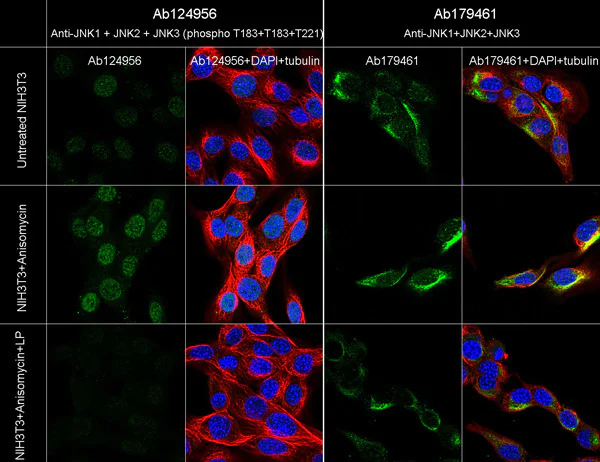 Immunocytochemistry/ Immunofluorescence - Anti-JNK1 + JNK2 + JNK3 (phospho T183+T183+T221) antibody [EPR5693] (AB124956)