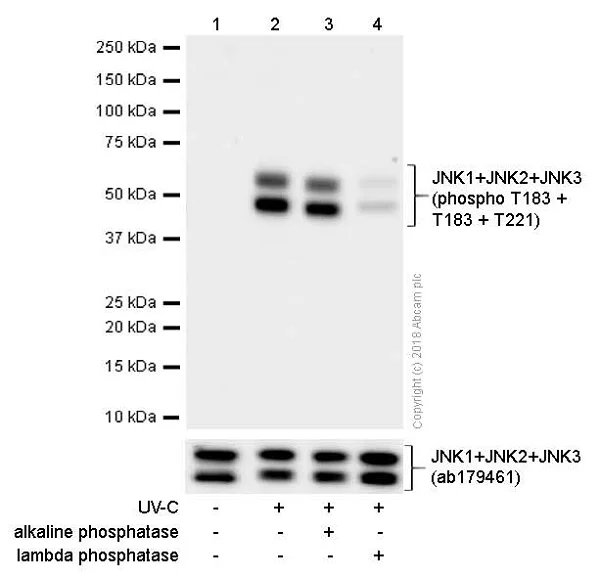 Western blot - Anti-JNK1 + JNK2 + JNK3 (phospho T183+T183+T221) antibody [EPR5693] (AB124956)