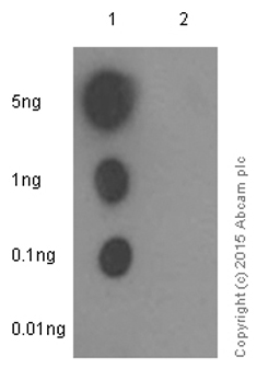 Dot Blot - Anti-JNK1 + JNK2 + JNK3 (phospho T183+T183+T221) antibody [EPR5693] - BSA and Azide free (AB219584), expandable thumbnail