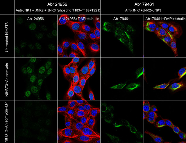 Immunocytochemistry/ Immunofluorescence - Anti-JNK1 + JNK2 + JNK3 (phospho T183+T183+T221) antibody [EPR5693] - BSA and Azide free (AB219584), expandable thumbnail