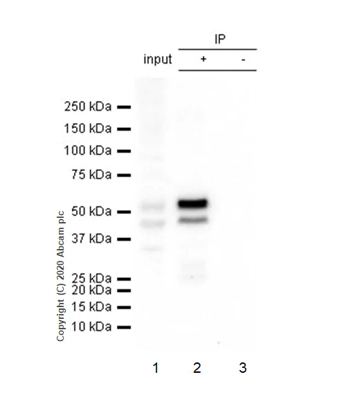 Immunoprecipitation - Anti-JNK1 + JNK2 + JNK3 (phospho T183+T183+T221) antibody [EPR5693] - BSA and Azide free (AB219584)