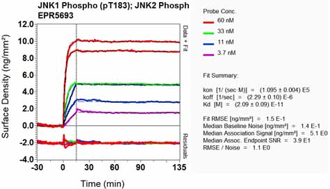 OI-RD Scanning - Anti-JNK1 + JNK2 + JNK3 (phospho T183+T183+T221) antibody [EPR5693] - BSA and Azide free (ab219584), expandable thumbnail