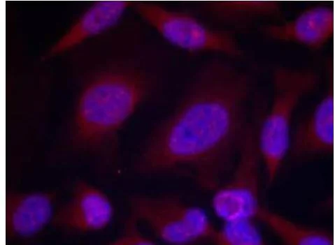 Immunocytochemistry/ Immunofluorescence - Anti-JNK1 + JNK2 (phospho T183 + Y185) antibody (AB131499)