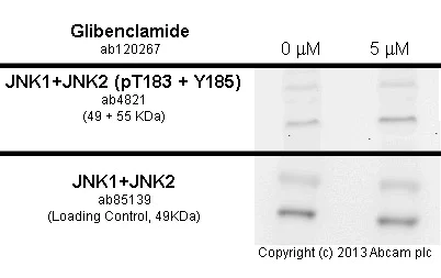 Functional Studies - Anti-JNK1 + JNK2 (phospho T183 + Y185) antibody (AB4821)