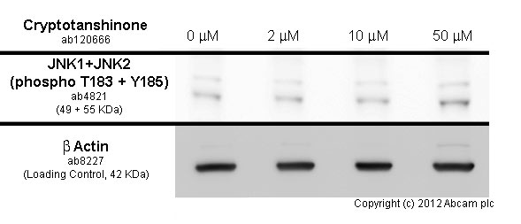 Functional Studies - Anti-JNK1 + JNK2 (phospho T183 + Y185) antibody (AB4821)