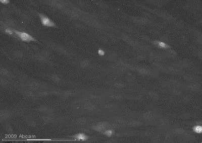 Immunocytochemistry/ Immunofluorescence - Anti-JNK1 + JNK2 (phospho T183 + Y185) antibody (AB4821)