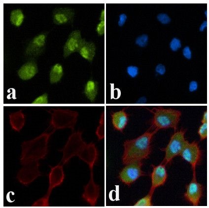 Immunocytochemistry/ Immunofluorescence - Anti-JNK1 + JNK2 (phospho T183 + Y185) antibody (AB4821)
