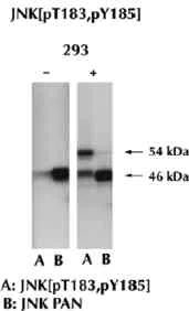 Western blot - Anti-JNK1 + JNK2 (phospho T183 + Y185) antibody (AB4821)